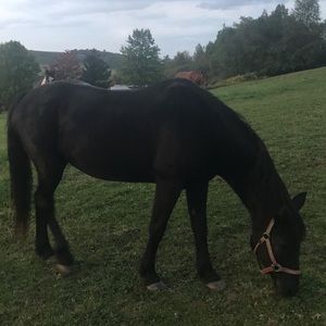 Meet your Posher, Renee